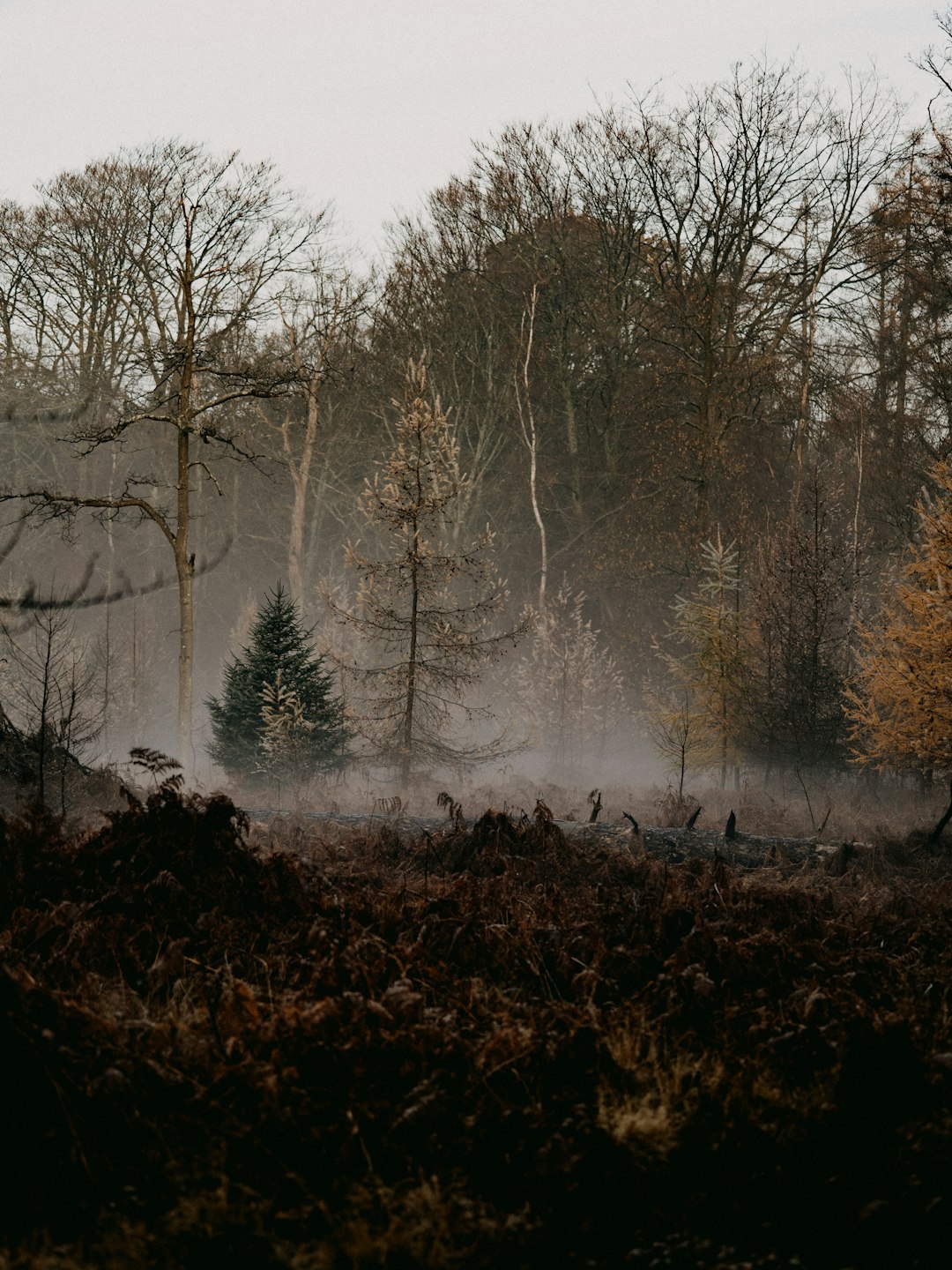 trees covered with fog during daytime