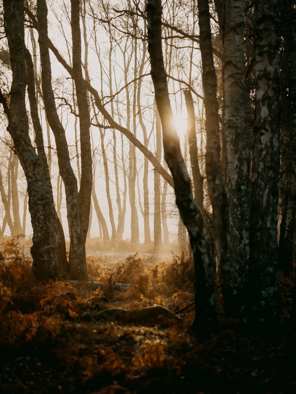 alberi marroni su un campo di erba marrone durante il giorno