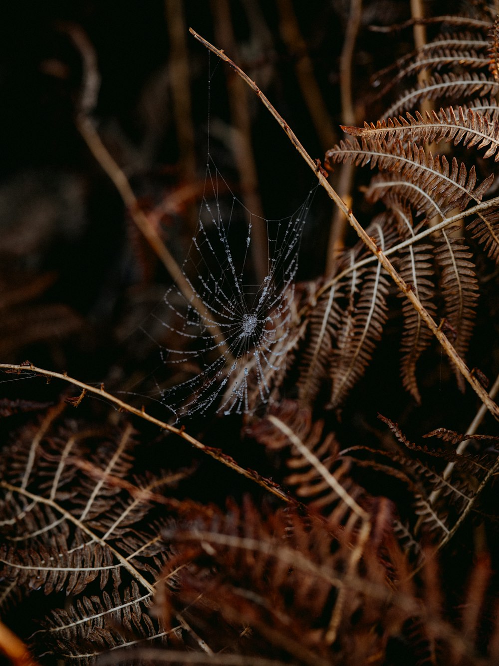 brown and green plant in close up photography