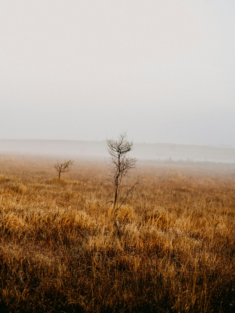 brown grass field under white sky during daytime