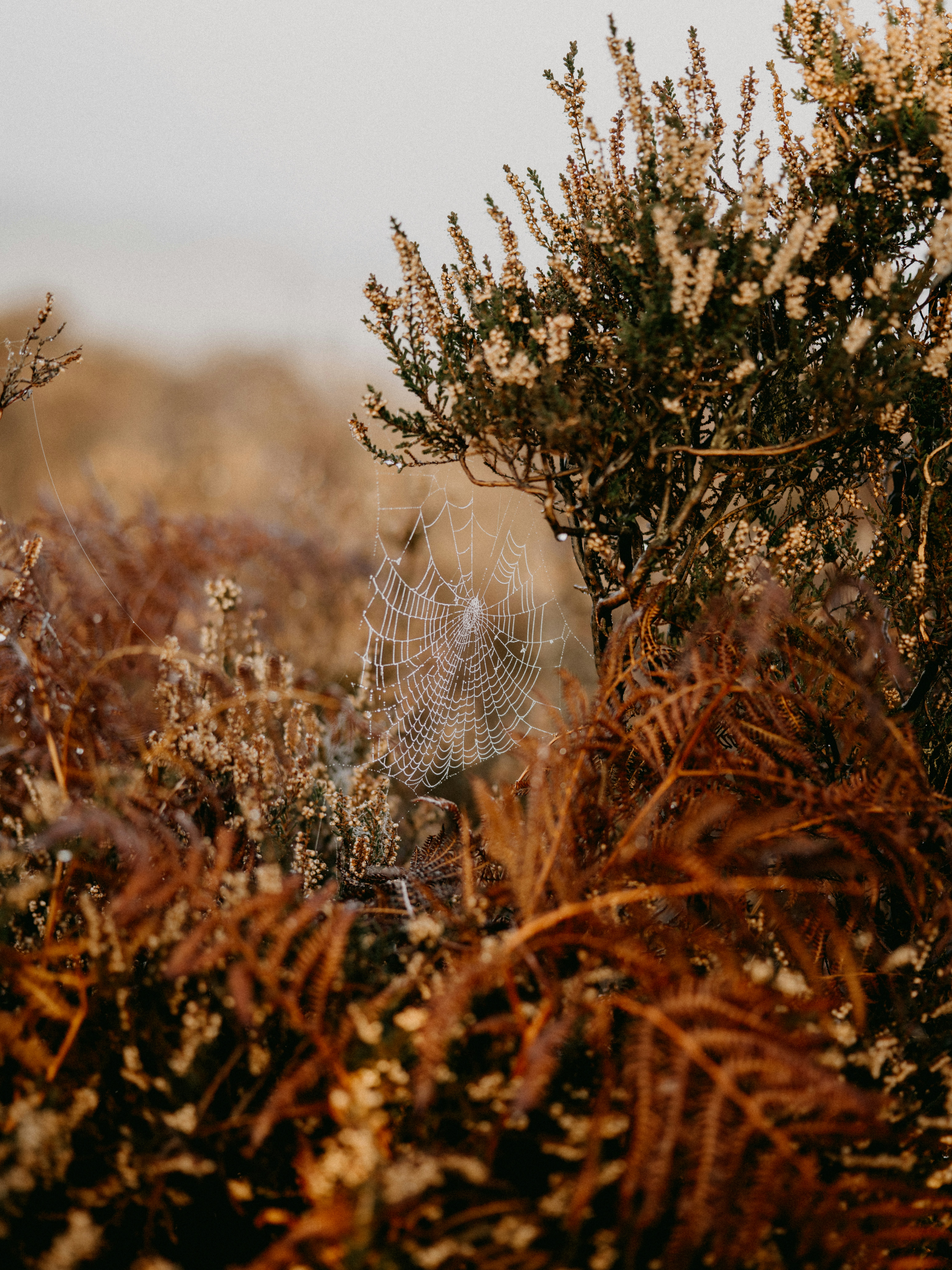 Photo by anniespratt