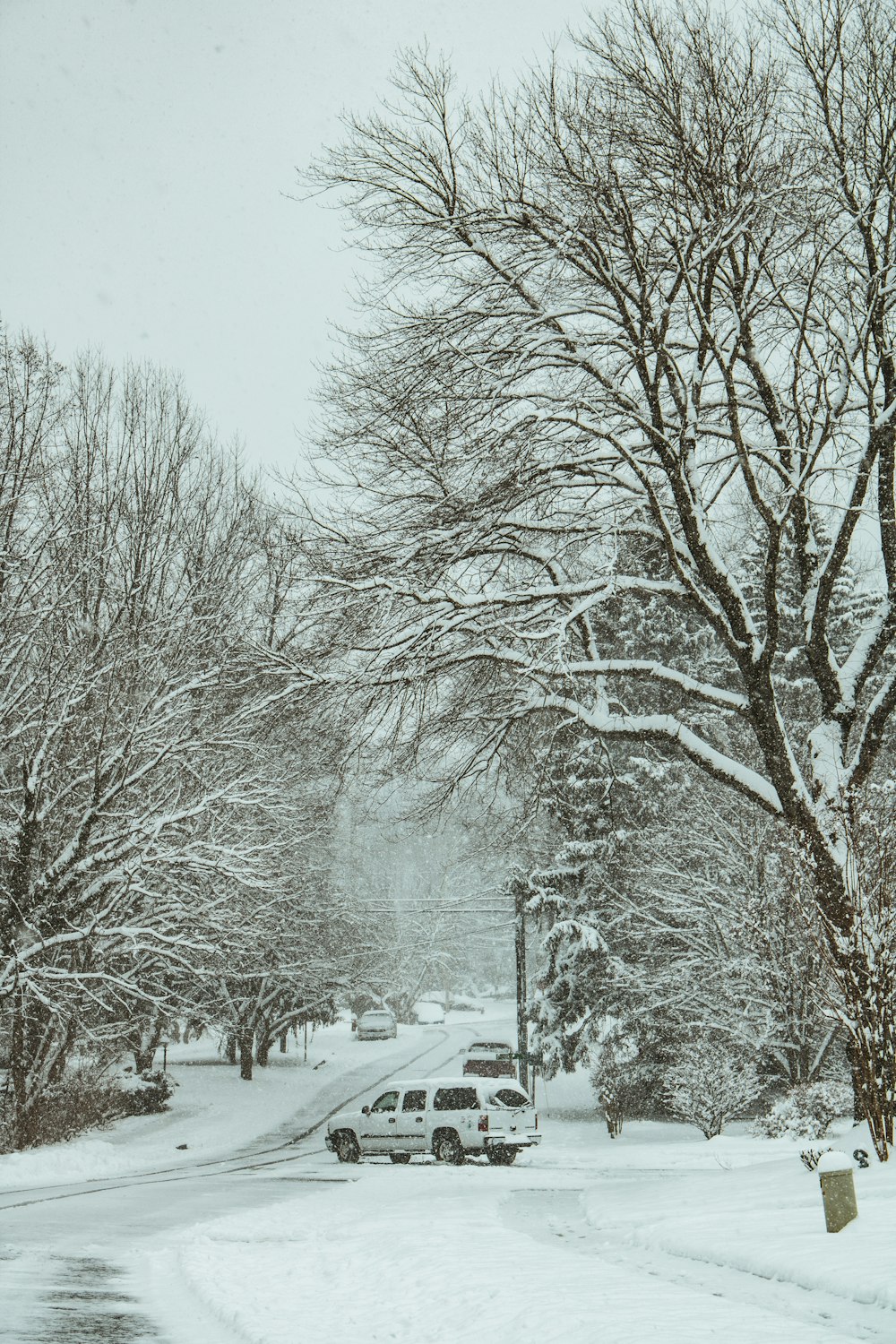 snow covered trees during daytime