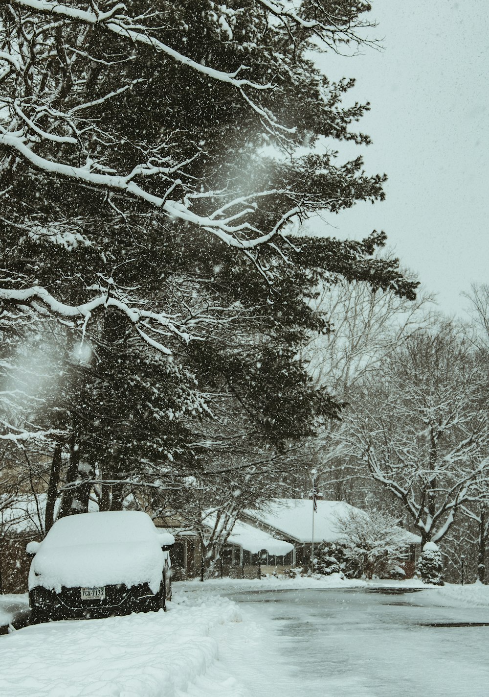 snow covered trees during daytime