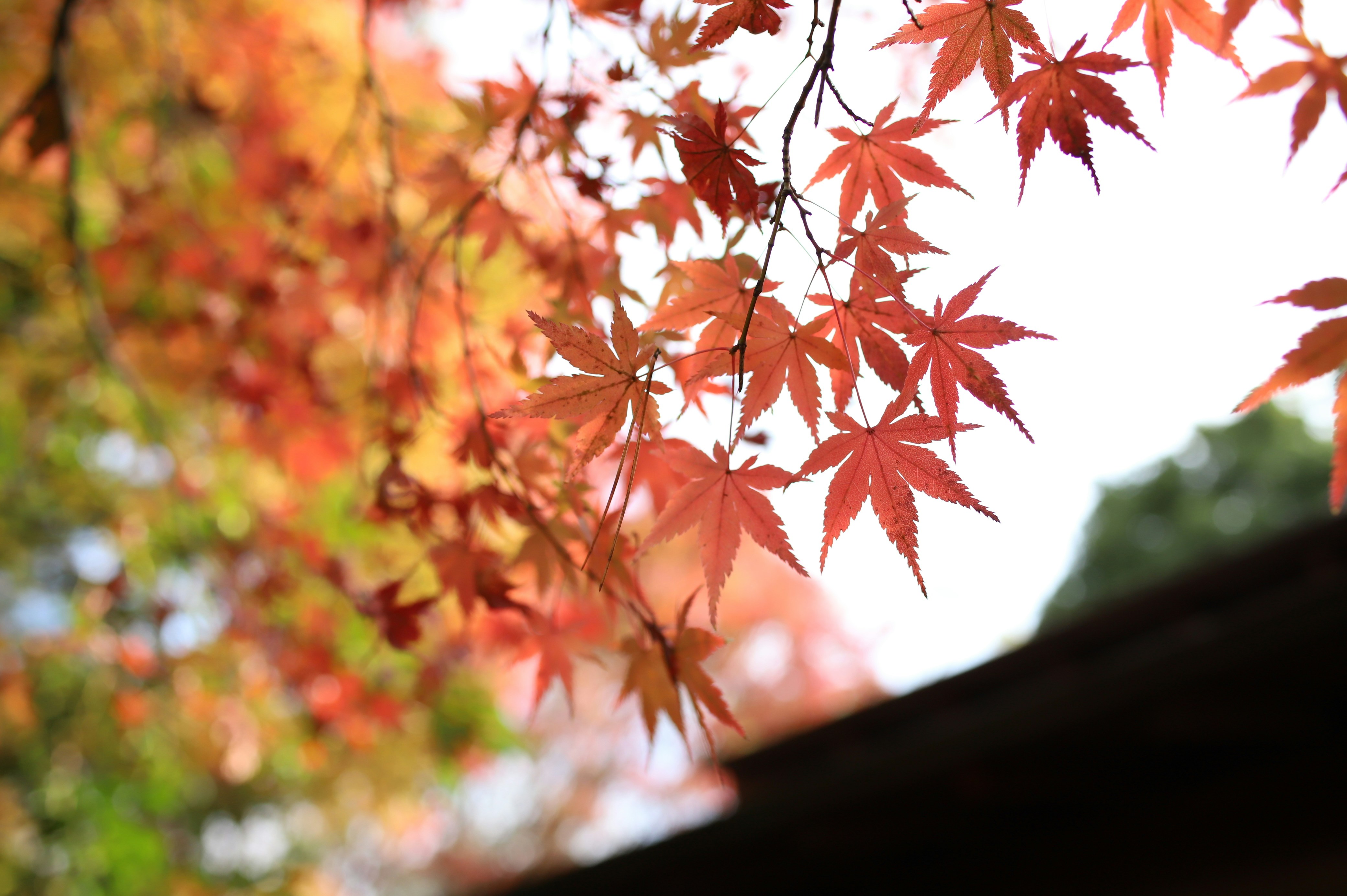 Colorful Japanese autumn scenery in countryside