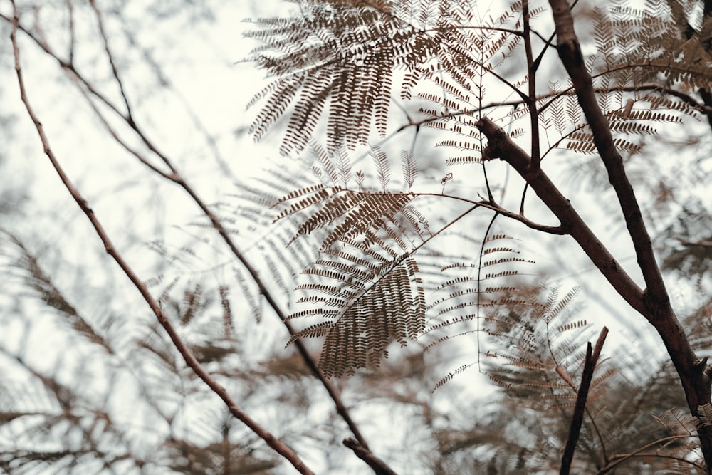 brown leaf tree during daytime