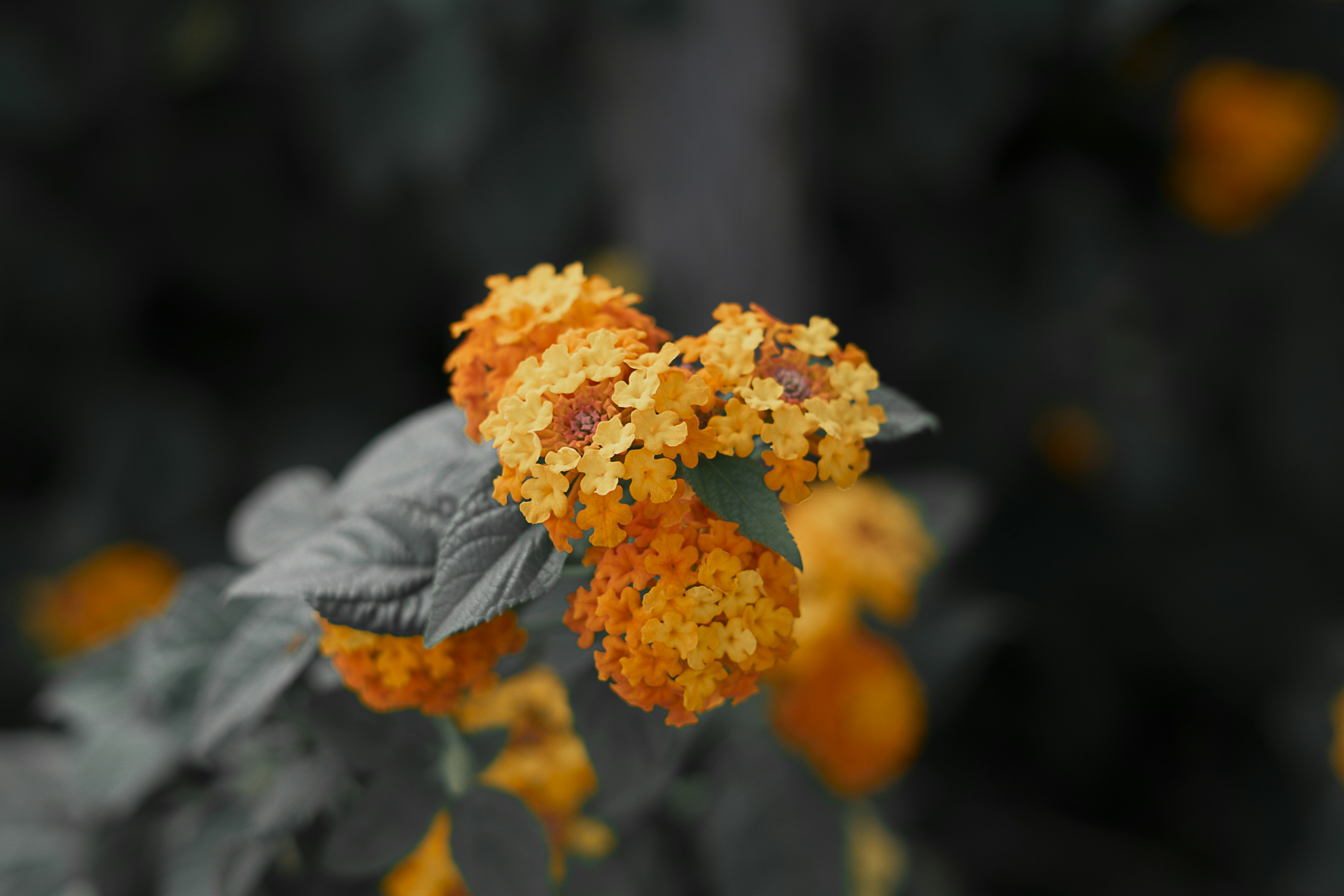 Photo by jaymendiola