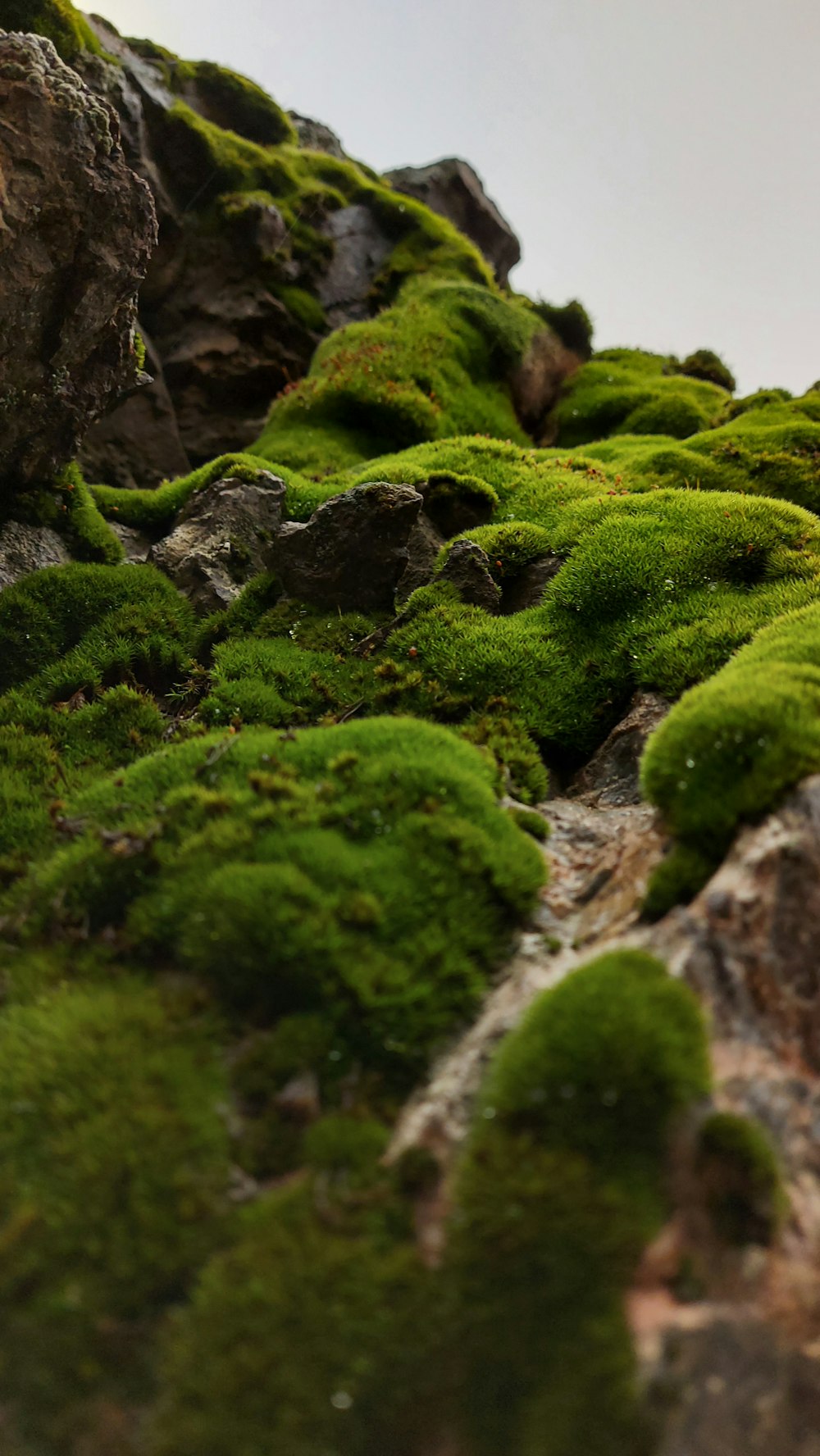 green moss on gray rock