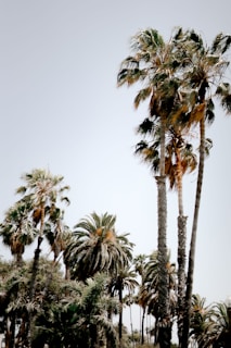 Tall palm trees with lush green fronds rise against a clear, pale sky. The trees are densely packed, creating a vibrant canopy of foliage. Some of the fronds are tinged with brown, suggesting a natural aging process.