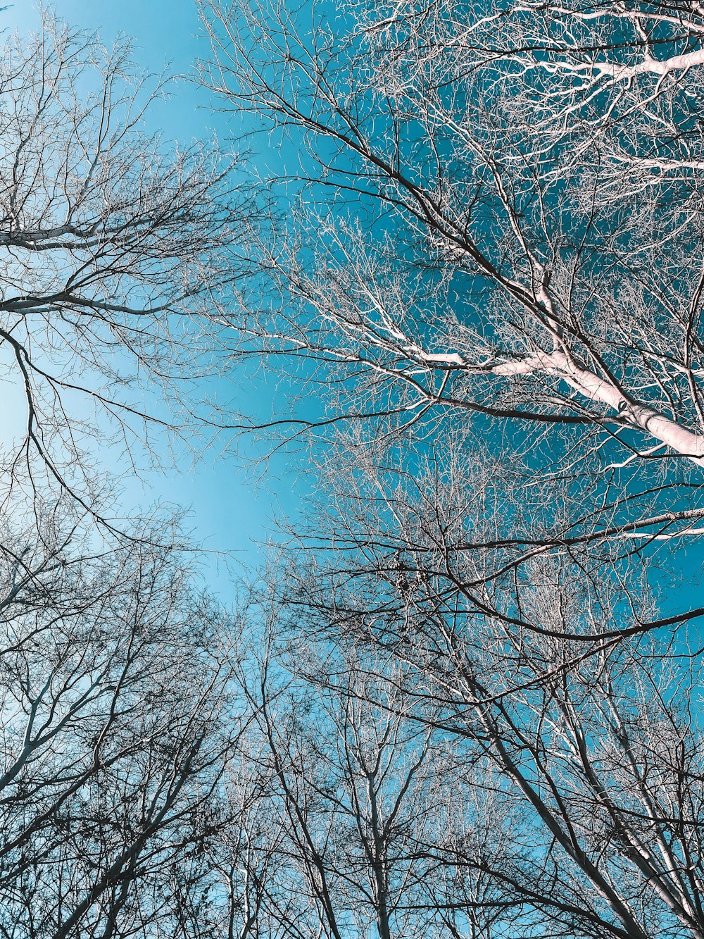 albero senza foglie sotto il cielo blu