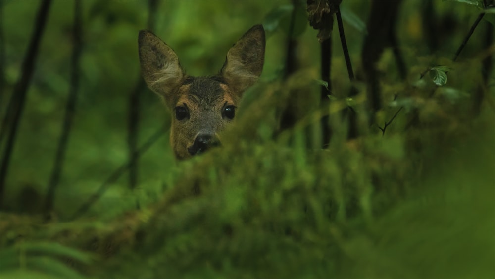 brown deer on green grass during daytime