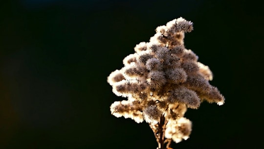 Close-up of a seed bank catalog with detailed species and batch info.