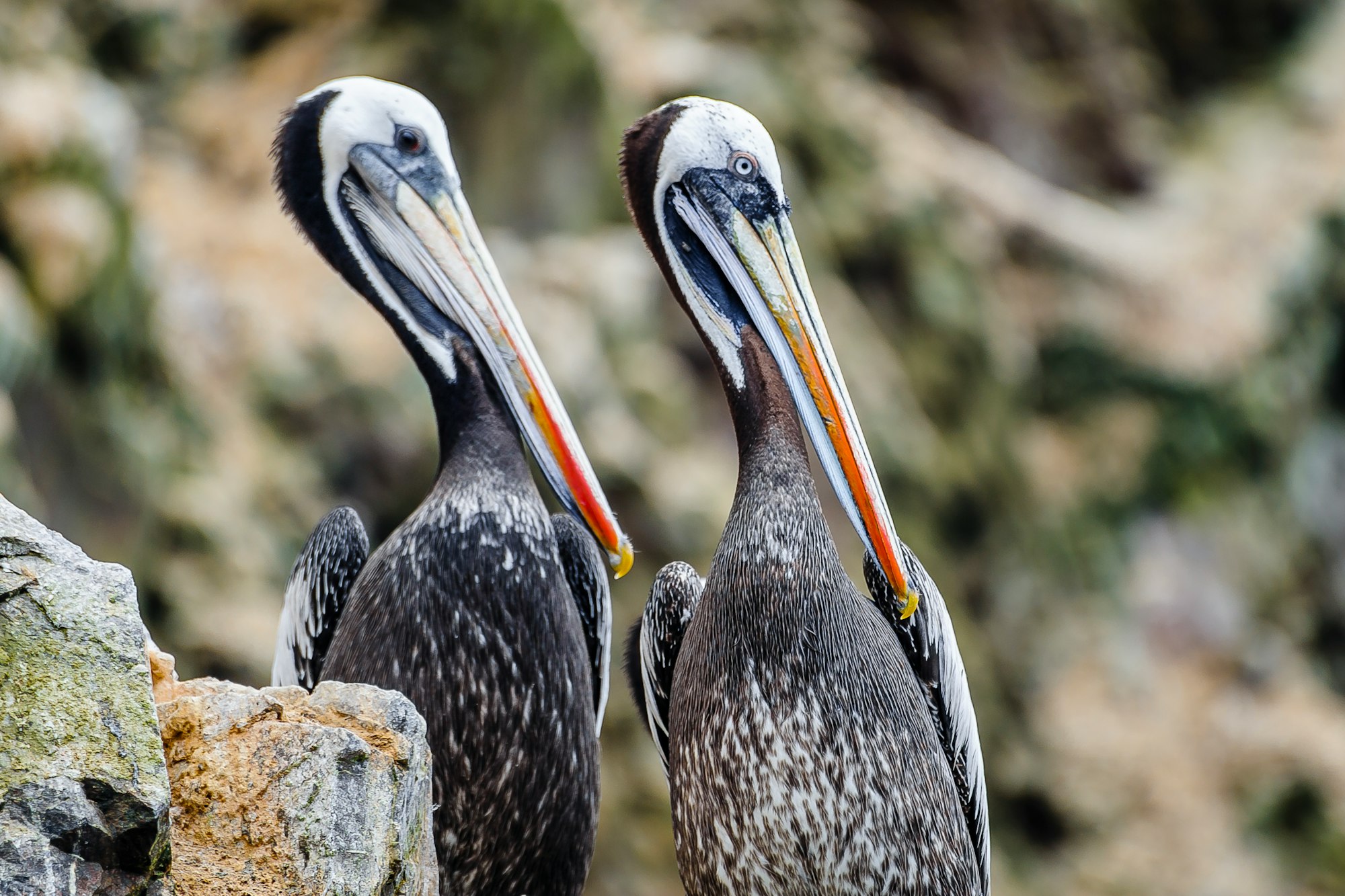 Pelicans at the Ballestas Islands (Spanish: Islas Ballestas), are a group of small islands near the town of Paracas within the Paracas District of the Pisco Province in the Ica Region, on the south coast of Peru.