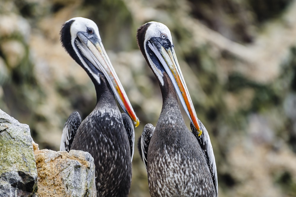 gray pelican on brown rock during daytime