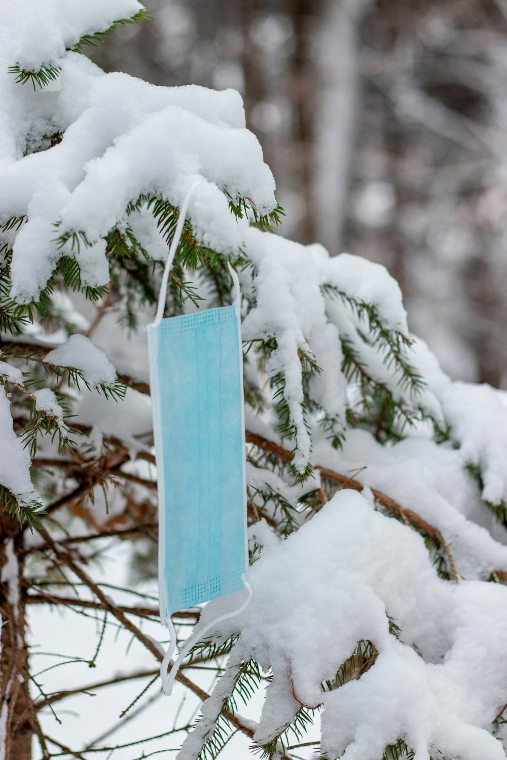 white snow on brown tree branch