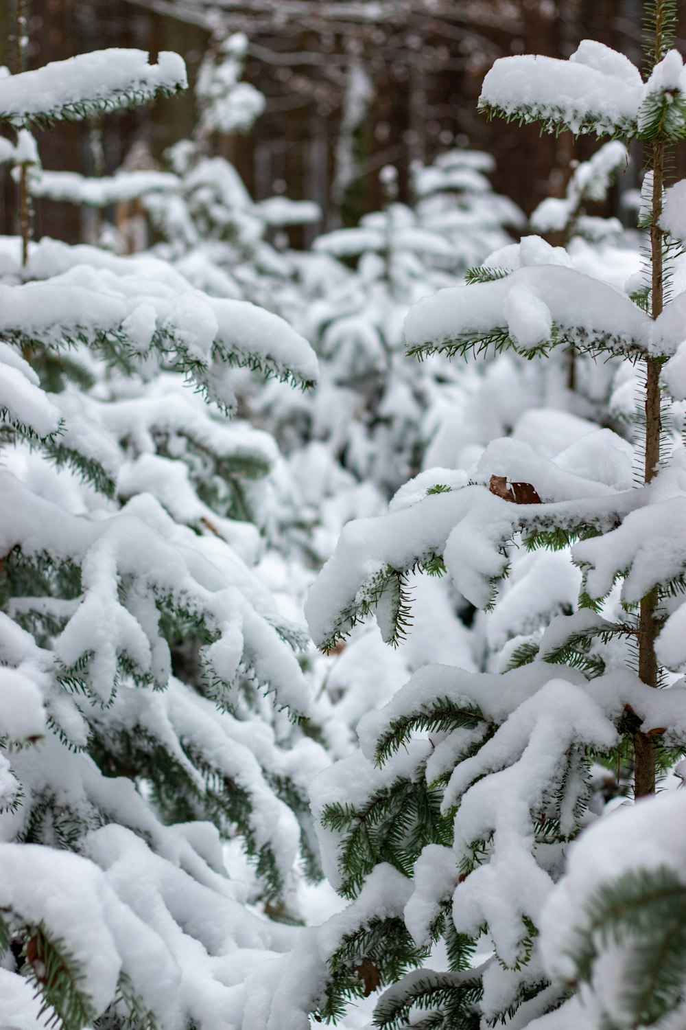 snow covered pine tree during daytime