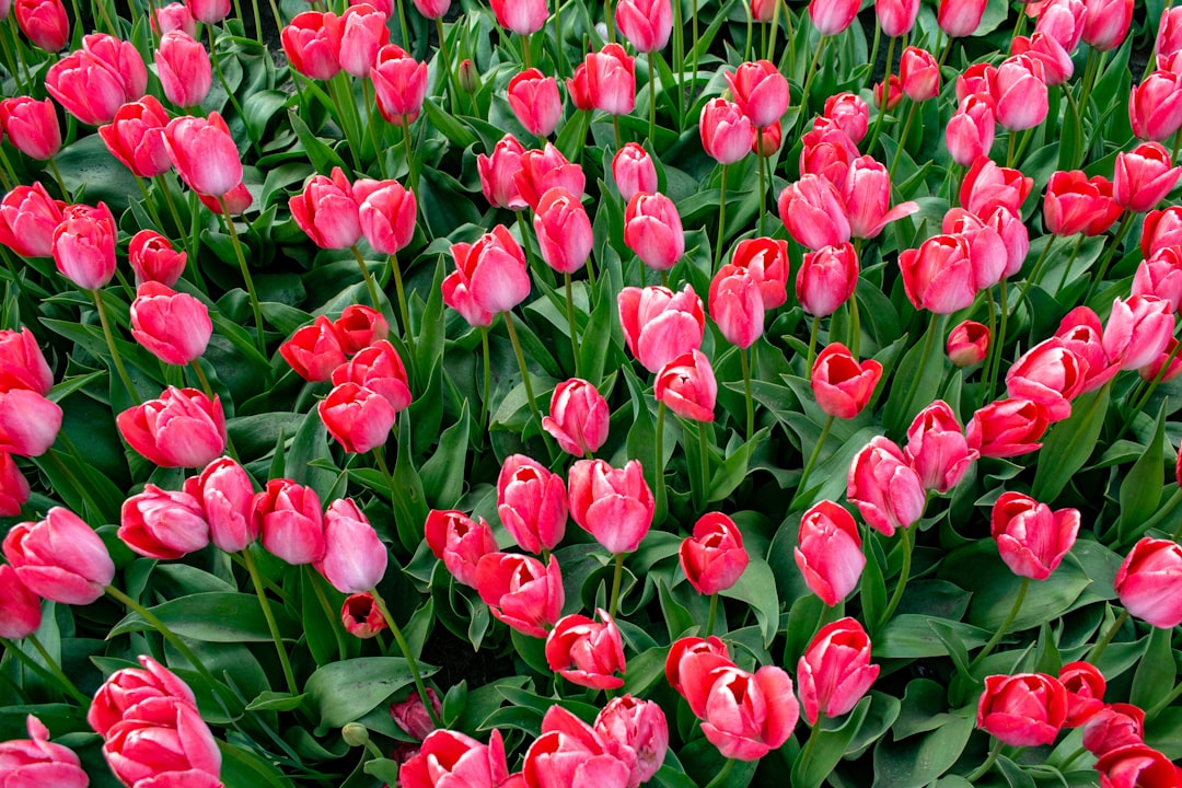 A field of beautiful tulips in full blossom.