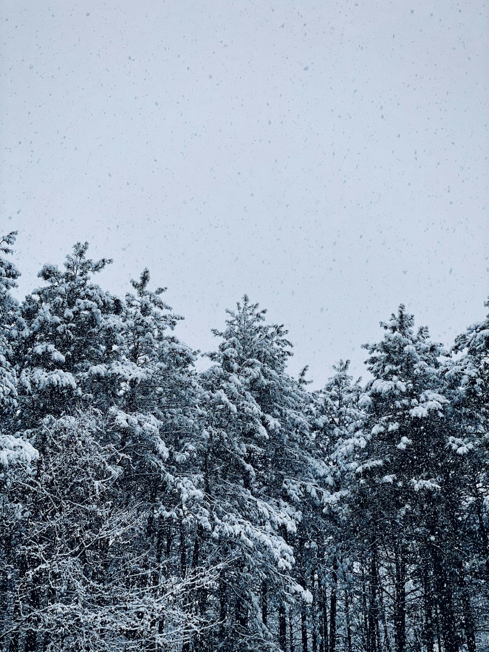 alberi innevati durante il giorno