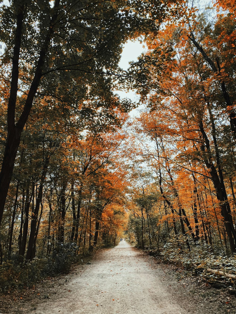 pathway between trees during daytime