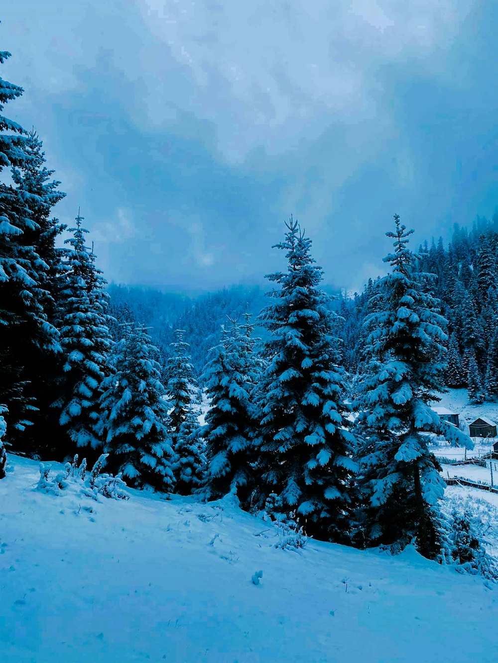 green pine trees covered with snow