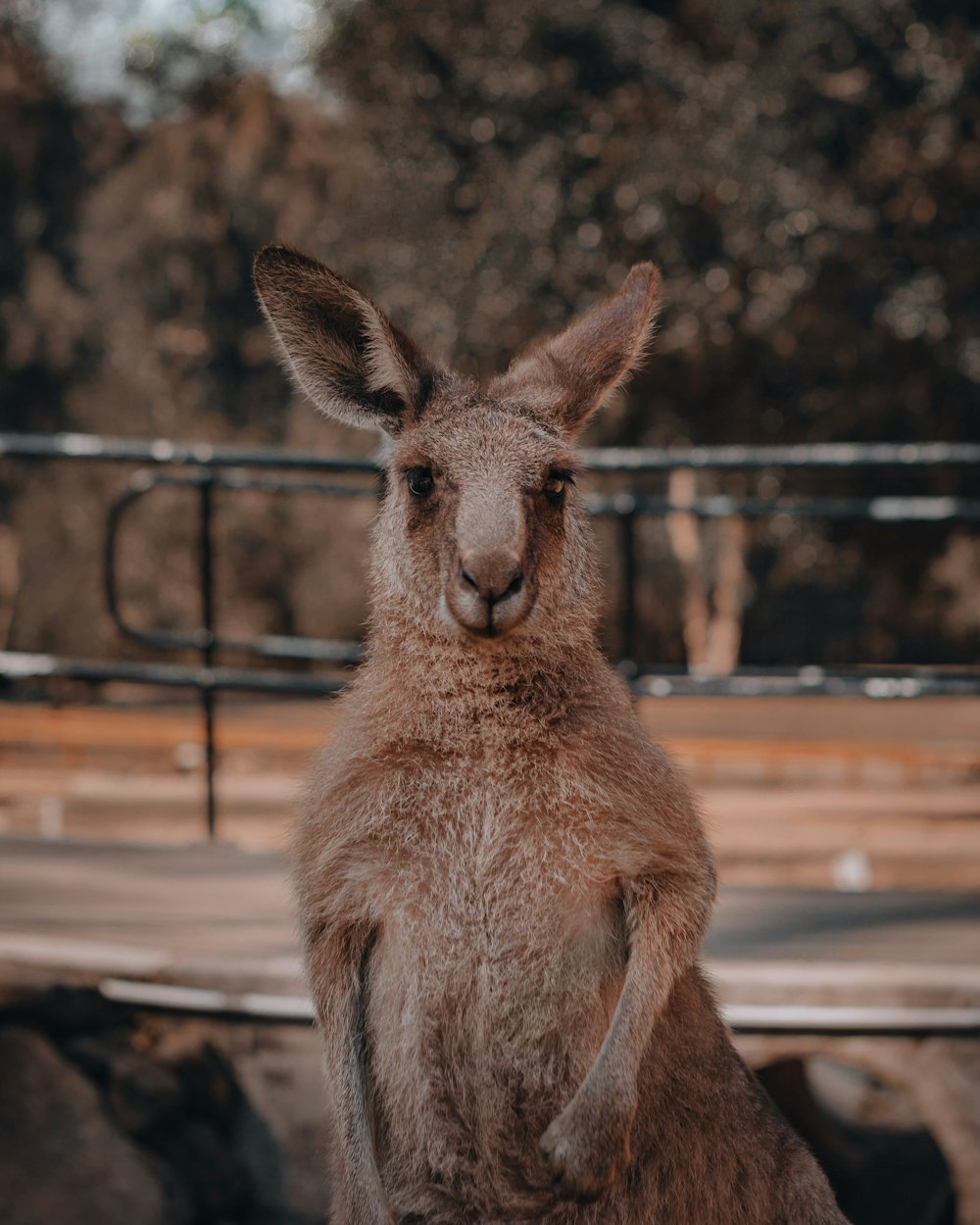 brown kangaroo standing on brown field during daytime