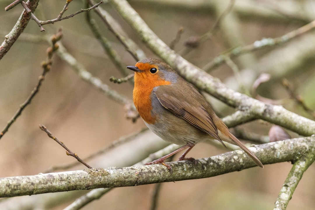 brown and orange bird on tree branch