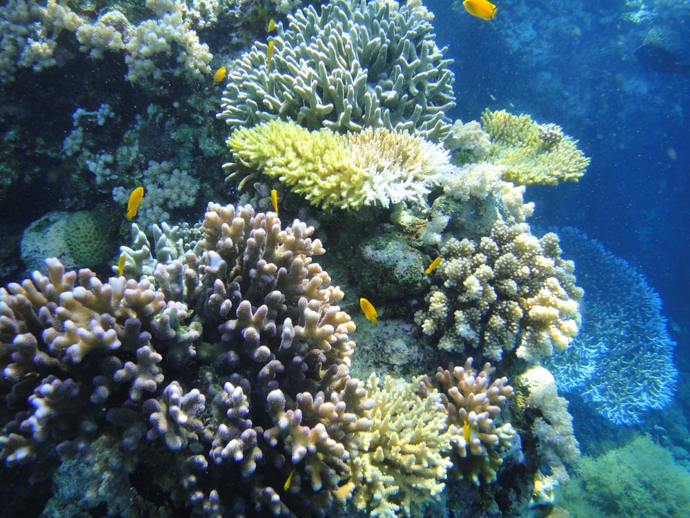 peixes amarelos e brancos no recife de coral