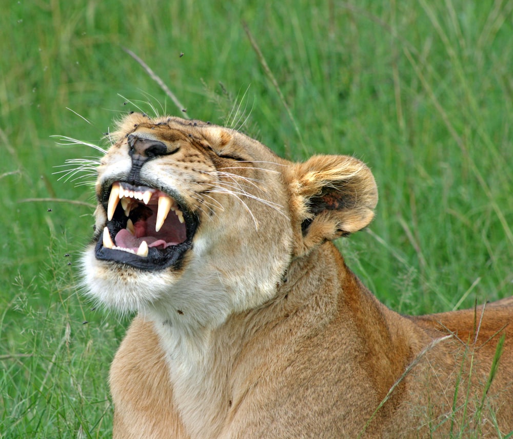 brown lioness on green grass field during daytime