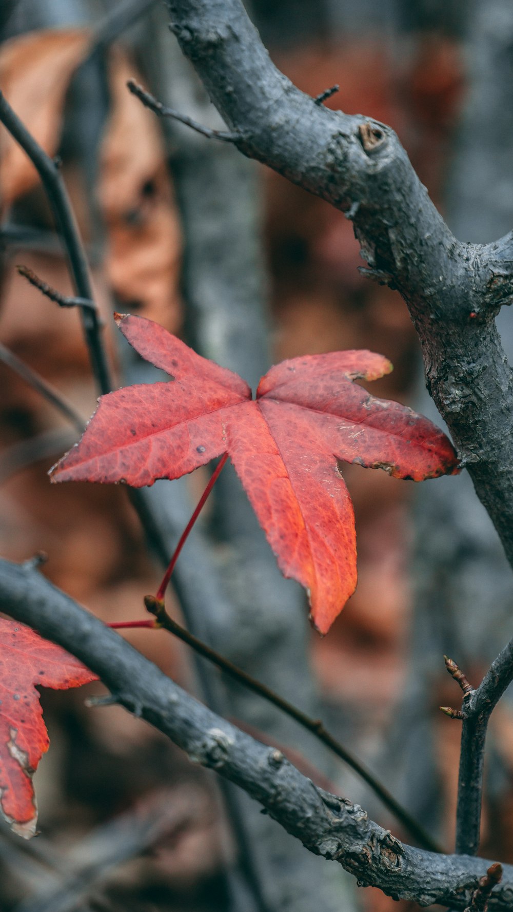 red maple leaf on brown tree branch