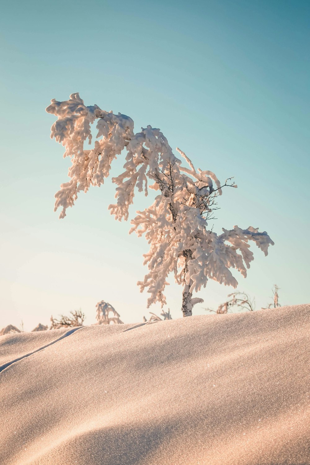 arbre brun sur sable brun pendant la journée