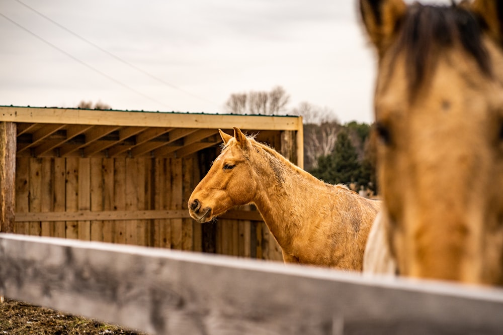 cheval brun sur la clôture blanche pendant la journée