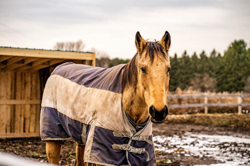 brown horse standing on brown wooden fence during daytime