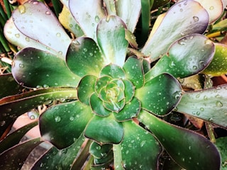 A close-up view of a succulent plant with wide, fleshy green leaves arranged in a rosette pattern. The leaves have a glossy surface, with droplets of water visible on them, suggesting recent rain or mist. The edges of the leaves are slightly red, adding contrast to the green.