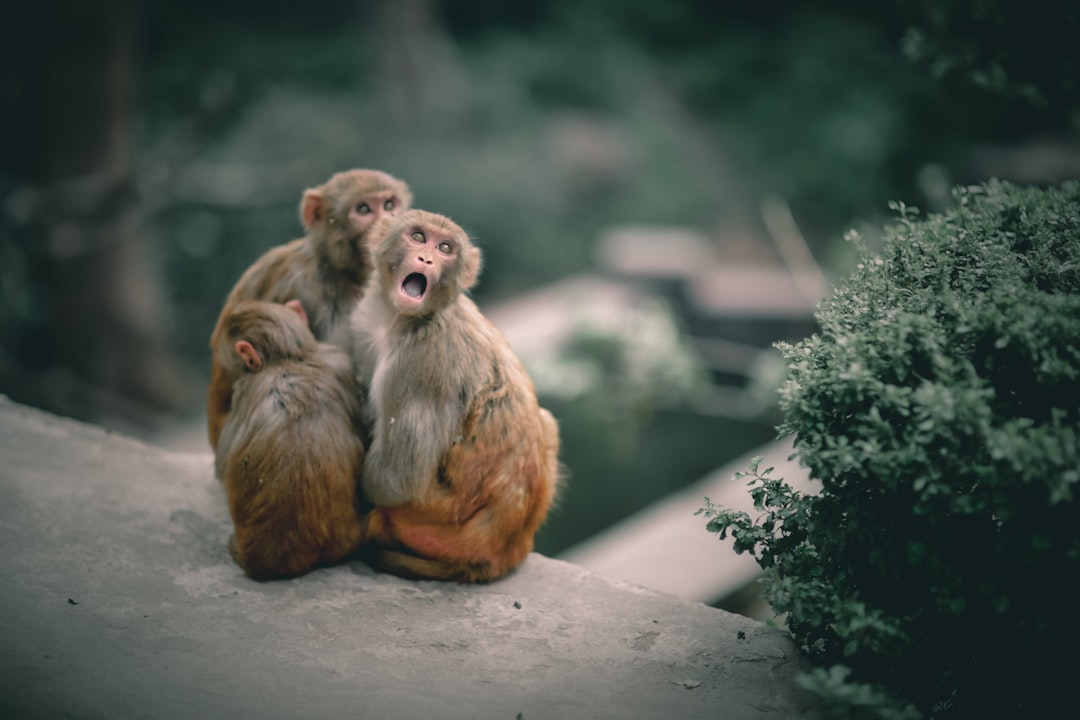 two brown monkeys sitting on white concrete surface during daytime