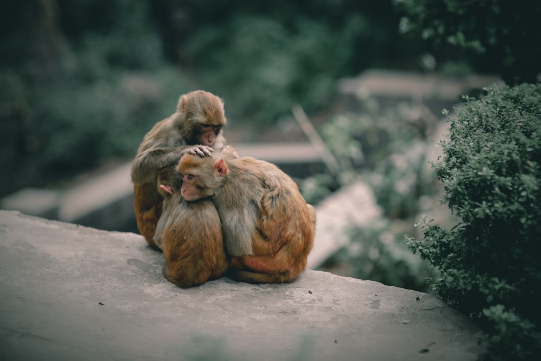 brown monkey sitting on white concrete surface during daytime