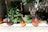 Four large glass bottles filled with fruits are displayed outdoors on a stone ledge. The bottles contain various types of fruit preserved in a liquid, with labels indicating the type of liquor, such as peach. Behind the bottles, there are lush green bushes and trees casting dappled shadows on a stone wall.