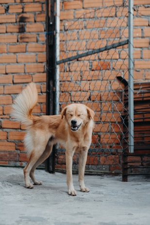Close-up of a dog’s wagging tail as it enjoys a peaceful stroll in the park.