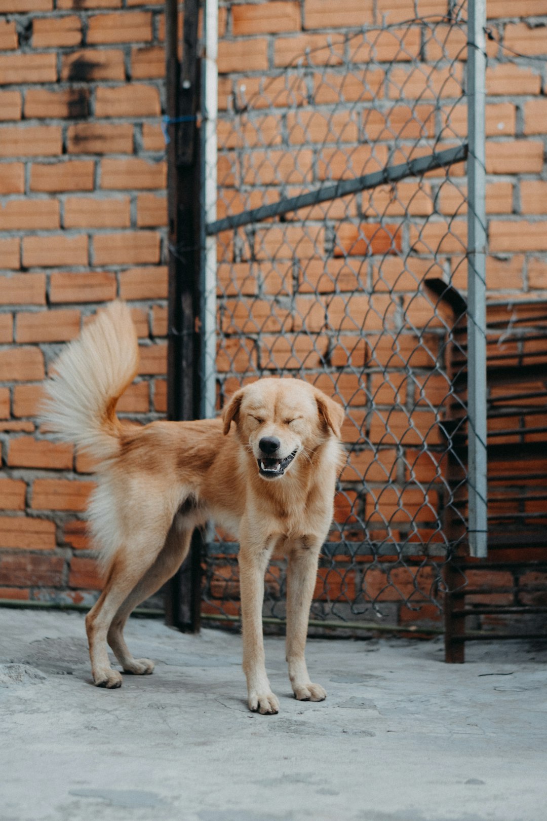 yellow labrador retriever puppy standing on brick floor during daytime