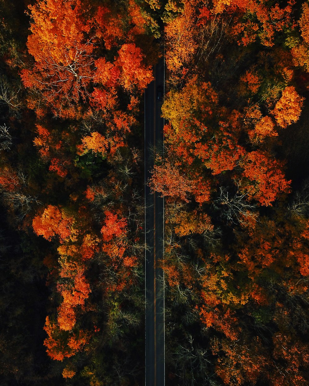 black metal post surrounded by brown and green trees