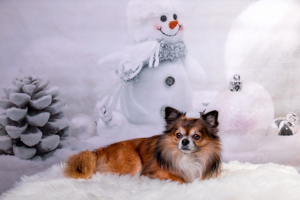 brown and white long coated dog lying on white snow