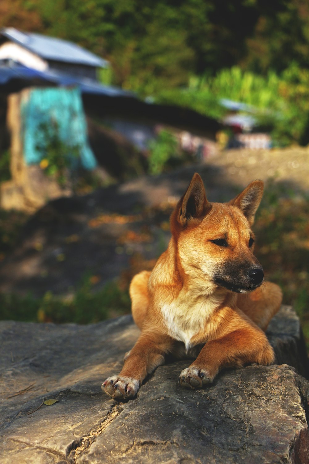 brown and white short coated dog on black soil during daytime