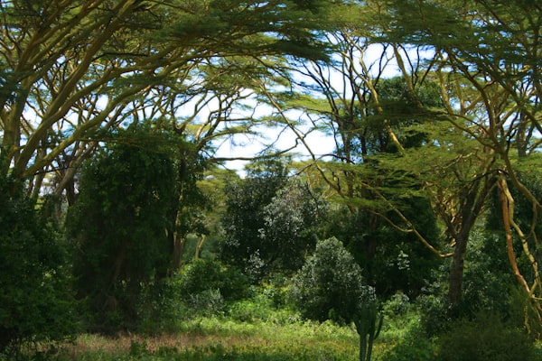 The secret to planting millions of trees each year