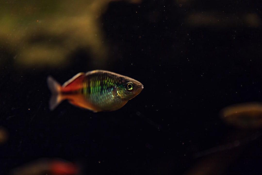 blue and orange fish in water