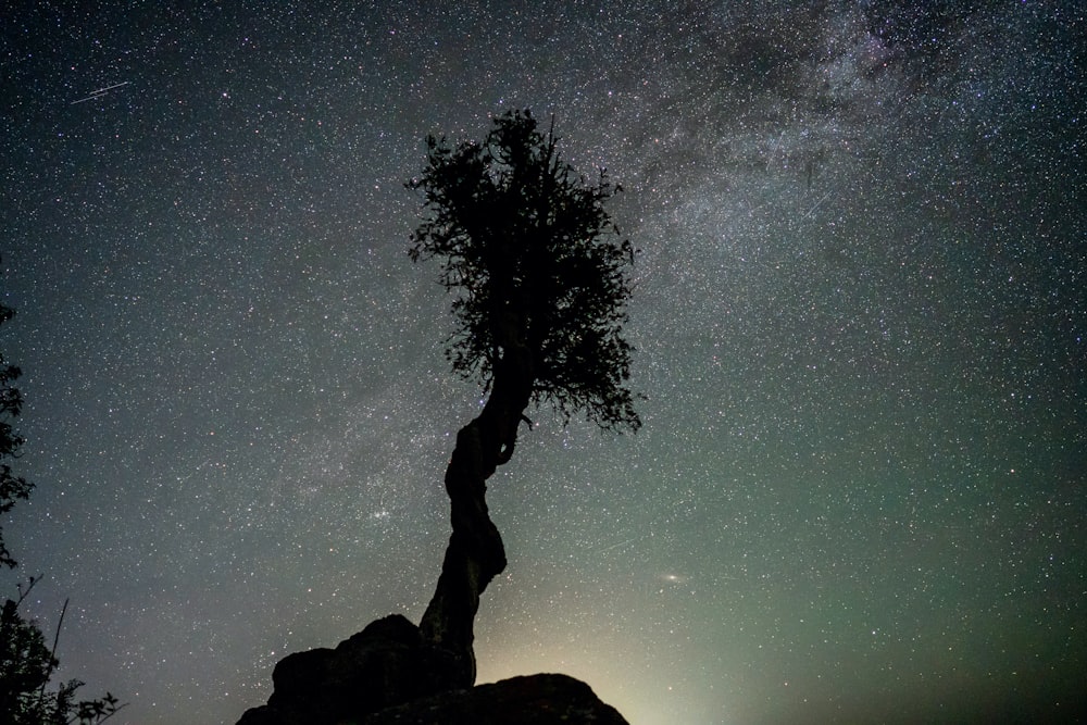 silhouette of tree on rock formation under starry night