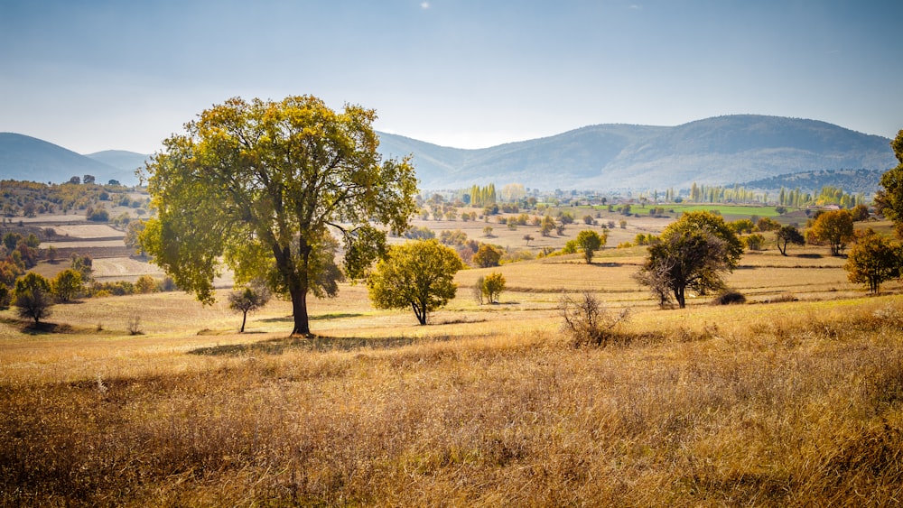 green tree on brown grass field during daytime