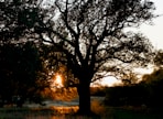 green trees near body of water during sunset