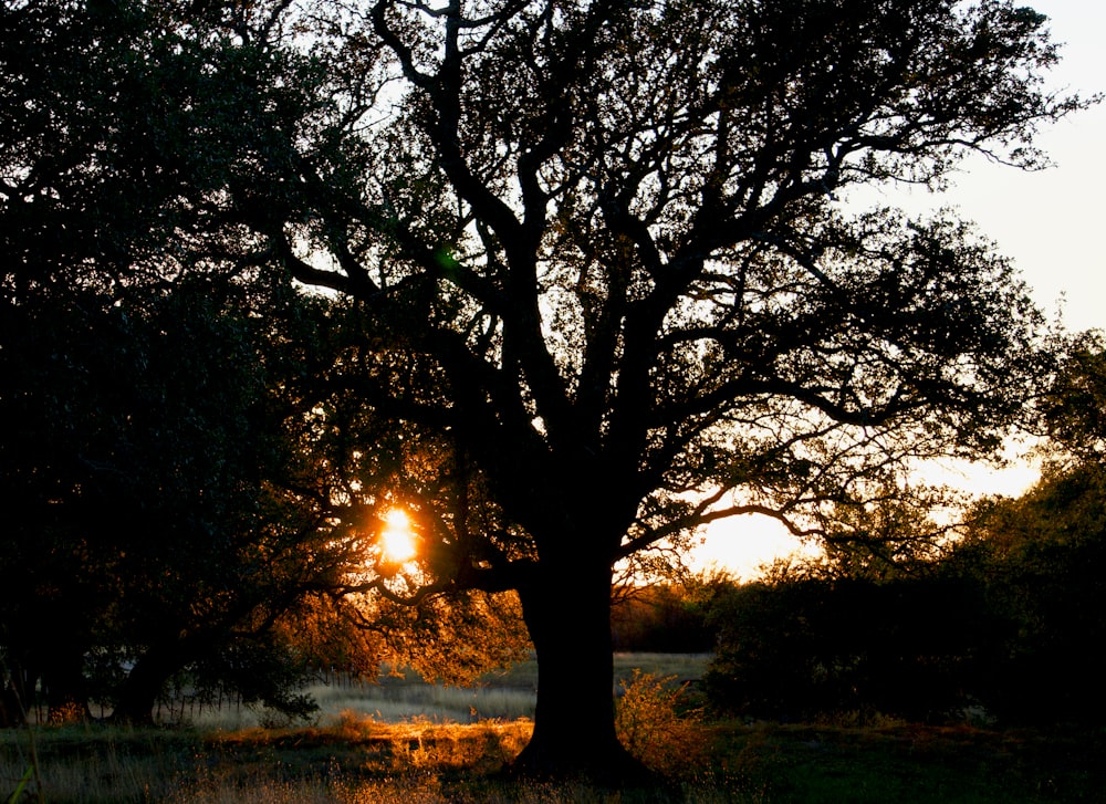 green trees near body of water during sunset