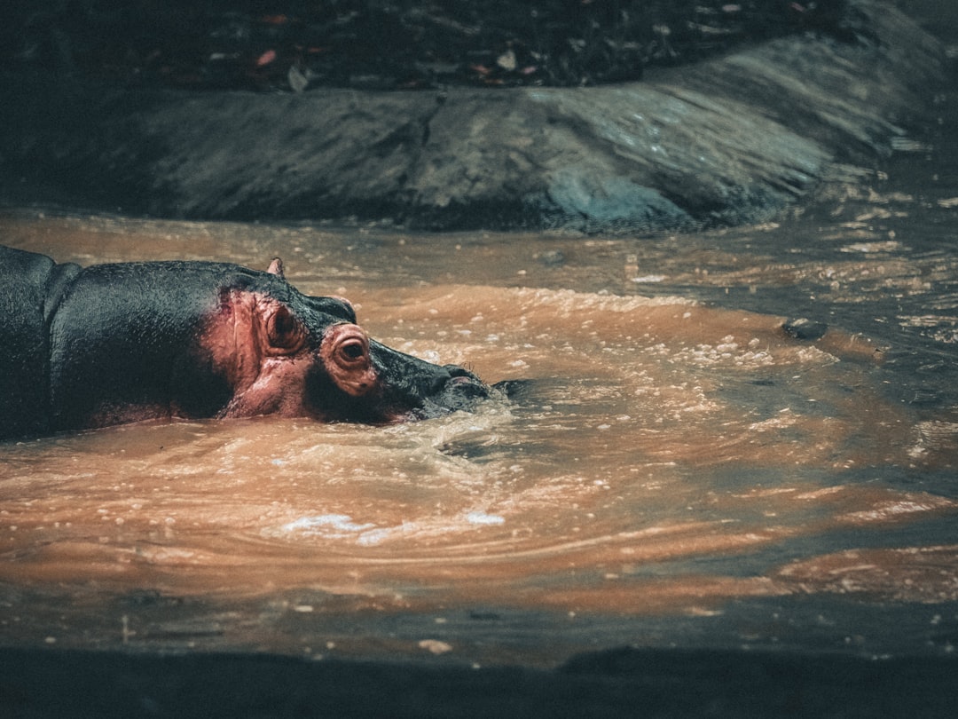 brown and black animal on water