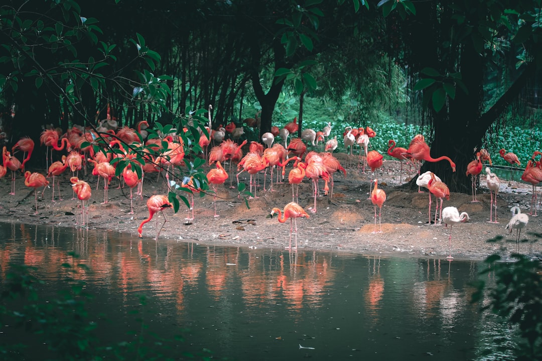 flock of flamingos on water during daytime