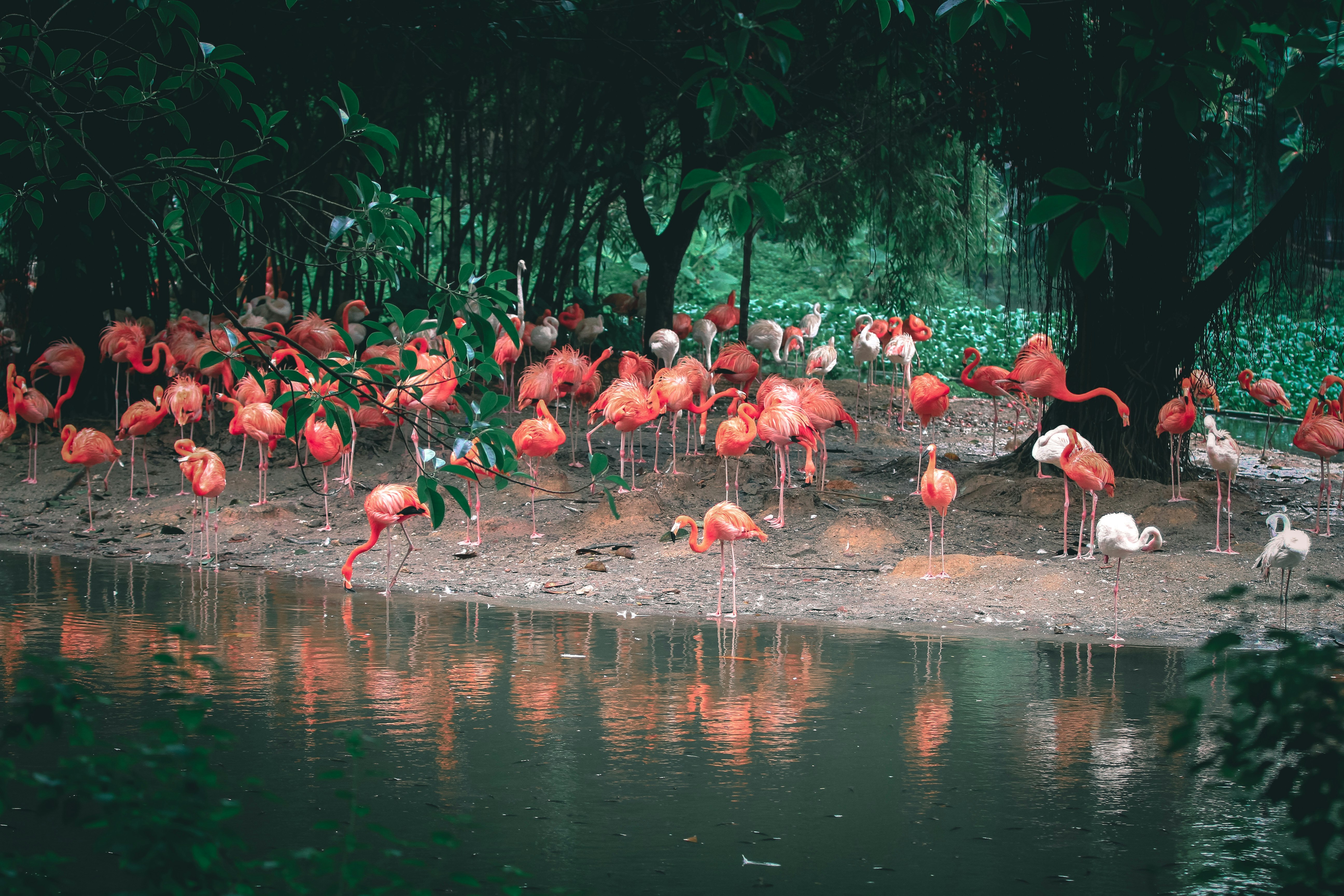 flock of flamingos on water during daytime