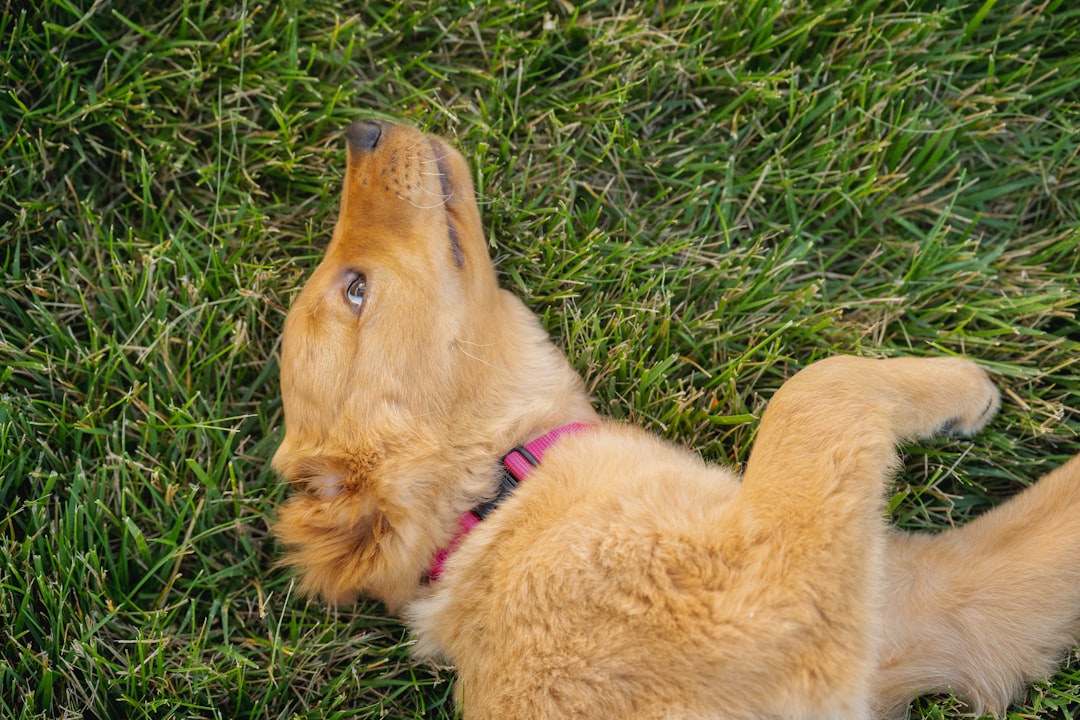 brown short coated dog lying on green grass